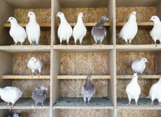 Galambvágóhíd és feldolgozó üzem épül Görbeházán