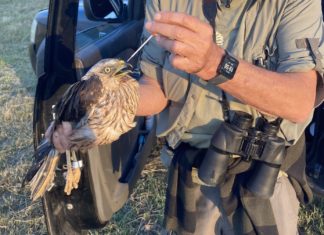 A madárinfluenza és a Nyugat-nílusi láz vírusának tudományos megfigyelése sikeres volt