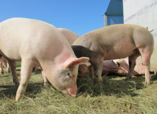 Sertéságazati tanácskozás az Agrárminisztériumban