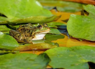 Lakossági felhívás! Békákat otthon is menthetünk és segíthetünk!