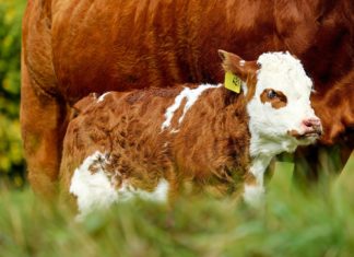 Megjelent a kiskérődző ágazat állatjóléti támogatását célzó felhívás