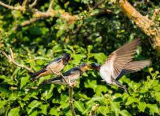 Felhívás! Partifecskék beköltözése építési területekre