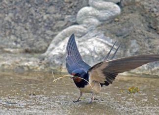 Ahol nincsenek pocsolyák, sárgyűjtőhelyekkel is segíthetjük a fecskéket!