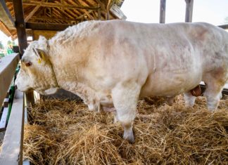 Számos pályázat segíti a hazai állattenyésztés megújítását