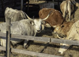 Ma van a biológiai sokféleség nemzetközi napja