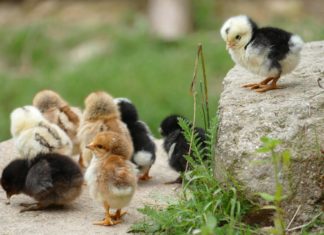 Új, rendkívüli támogatást igényelhetnek a baromfi- és sertéskocatartók