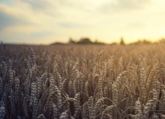 Előbb kezdődött meg a nyári betakarítás a földeken