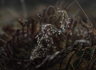 Mérséklődött az aszály, helyi hatáskörben folytatódik a vízhiány elleni védekezés