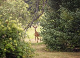Megóvjuk hazánk zöld tőkéjét