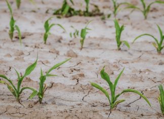 Rendkívüli mezőgazdasági kamattámogatási programról döntött a kormány