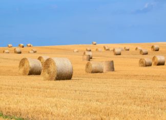 Megjelent a takarmányszállítási támogatásról szóló jogszabály