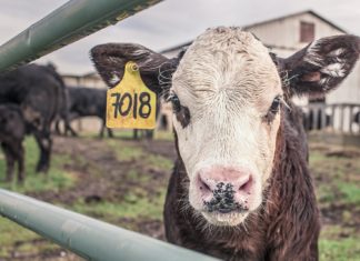 Újabb segítséget kapott a tejelő szarvasmarha ágazat