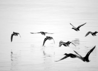 Rendkívüli jelentőségű a hazai vizes élőhelyek védelme