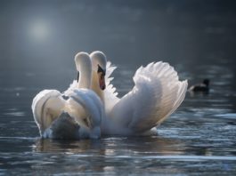Lakossági felhívás – ne etessük a vízimadarakat!