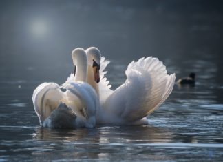 Lakossági felhívás – ne etessük a vízimadarakat!