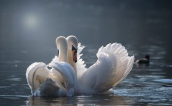 Lakossági felhívás – ne etessük a vízimadarakat!