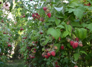 Jobb adni, mint kapni!Hogyan lesz a BLACK Friday-ből mindannyiunk javára GIVING Friday?