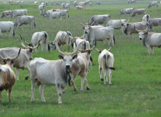 19 milliárd forint támogatás az őshonos állatfajták megőrzésére