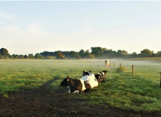 Tájékoztató a szarvasmarha-, juh- és kecsketartók egyes feladatairól a jövő évi egységes támogatási kérelem beadásához kapcsolódóan