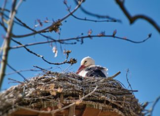 Az áttelelő fehér gólyák nem szorulnak segítségre!