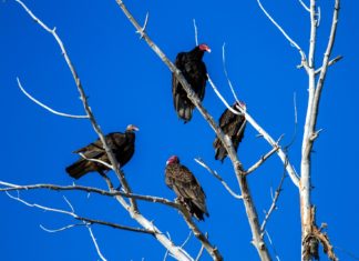 Lebuktak a keselyűgyilkos vadászok