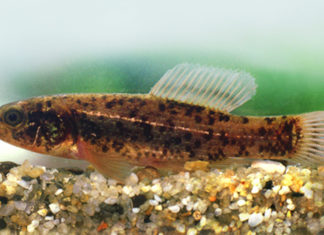 A 2023-as év hala a lápi póc