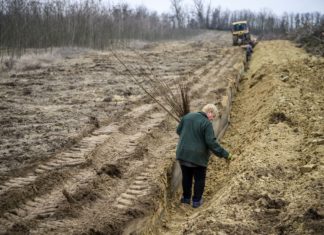 Folyamatosan növekszik erdeink területe és élőfakészlete