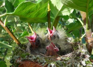 Itt a költési időszak, figyeljünk a madarakra!