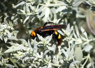 Ne pusztítsa el ezt a darazsat, megbüntethetik!