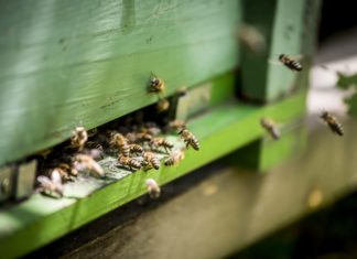 Újabb kétezer méhész kap támogatást a méh állatjóléti programban