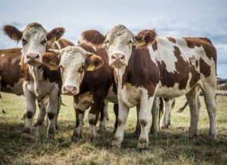 Megváltoztak a gazdálkodási napló vezetésének szabályai a Vidékfejlesztési Program támogatásai esetében