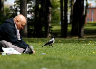 Június közepéig számíthatunk a településeken embereket ijesztgető varjú esetekre