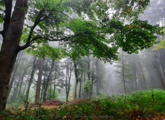 Középpontban az erdőgazdálkodás jövője