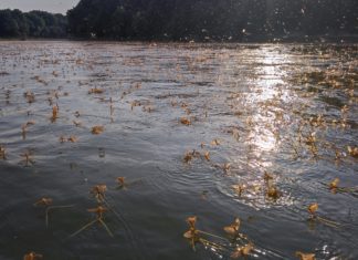 Zajlik a tiszavirágzás