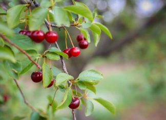 Berobbant a meggyszezon