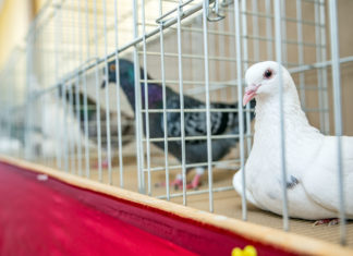 Szárnyal a hazai húsgalambágazat