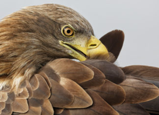 Látott már ilyen lenyűgöző fotókat a madarakról?