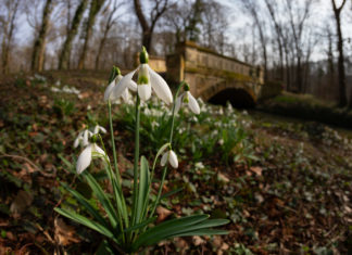 Apró fehér virágok, ameddig a szem ellát
