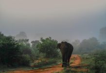 Elefánttámadásban halt meg egy magyar turista Srí Lankán