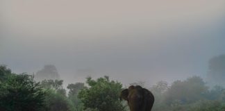 Elefánttámadásban halt meg egy magyar turista Srí Lankán