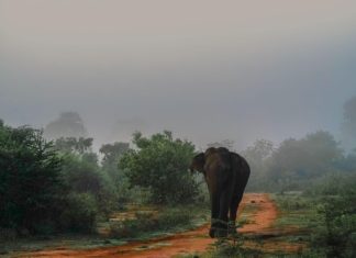 Elefánttámadásban halt meg egy magyar turista Srí Lankán