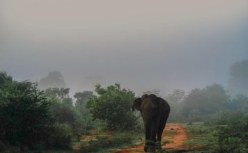 Elefánttámadásban halt meg egy magyar turista Srí Lankán