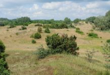 Nem mindenhol jó az erdő: a homoki fásítás kiszáríthatja a tájat