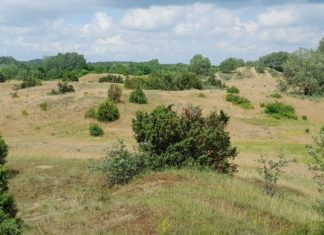Nem mindenhol jó az erdő: a homoki fásítás kiszáríthatja a tájat