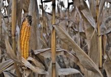 Kereszttűzben a magyar agrárium: Aszály, szerkezeti válság és a klímaalkalmazkodás hiánya