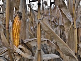 Kereszttűzben a magyar agrárium: Aszály, szerkezeti válság és a klímaalkalmazkodás hiánya