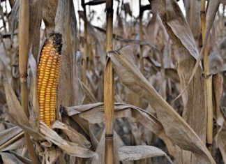 Kereszttűzben a magyar agrárium: Aszály, szerkezeti válság és a klímaalkalmazkodás hiánya