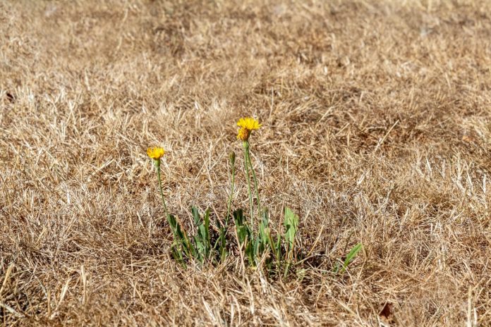 myriams-fotos-drought-3589606_1280