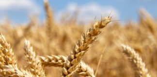 A búza eddig jól bírta a klímaváltozást, de egyre több gyenge év jöhet
