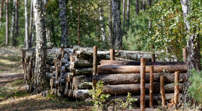 Nem hosszabbítják meg a fakitermelési moratóriumot, de a védett erdőkben marad a tarvágás tilalma